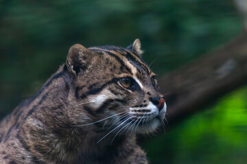 Wild Cat Looking Off in the Distance