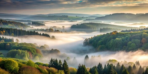 A misty and mysterious view of the Ardennes forest in Wallonia , fog, rainy, forest, Ardennes, Wallonia, nature, foggy
