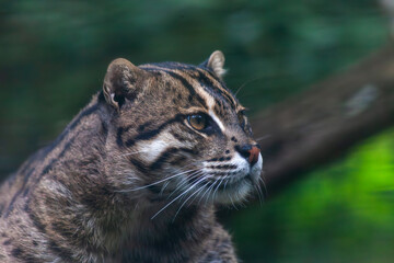 Wild Cat Looking Off in the Distance