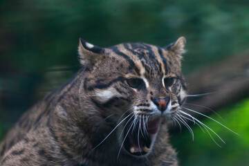 Wild Cat Looking Off in the Distance While Roaring