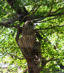 Owl Perched in a Tree