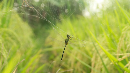 Orthetrum Sabina or rhinoceros dragonfly caught in a spider's web around the rice plant