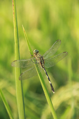 Orthetrum Sabina or rhinoceros dragonfly, the slender skimmer or green marsh hawk, is a species of dragonfly in the family Libellulidae.