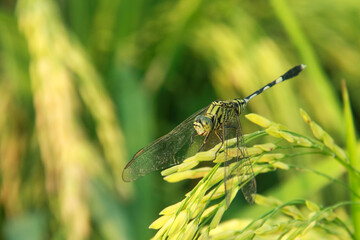 Orthetrum Sabina or rhinoceros dragonfly, the slender skimmer or green marsh hawk, is a species of dragonfly in the family Libellulidae.