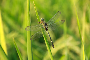 Orthetrum Sabina or rhinoceros dragonfly, the slender skimmer or green marsh hawk, is a species of dragonfly in the family Libellulidae.