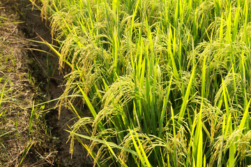 Oryza sativa or rice plant, rice fields that have turned yellow and are ready to be harvested