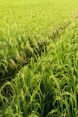 Oryza sativa or rice plant, rice fields that have turned yellow and are ready to be harvested