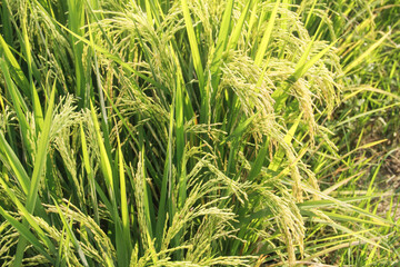 Oryza sativa or rice plant, rice fields that have turned yellow and are ready to be harvested
