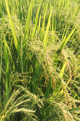 Oryza sativa or rice plant, rice fields that have turned yellow and are ready to be harvested