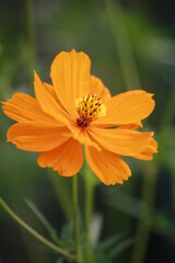 beauty orange flower