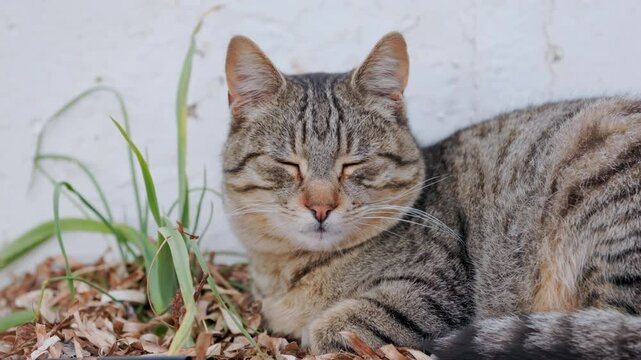 Portrait of a lazy tabby sleek gray cat lies imposingly on a flowerbed in the grass, blinks sleepily, rests, relaxes, looks with an insolent gaze Well-fed, sleek street cat in a tourist place, siesta