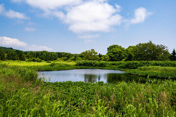 南浜湿原