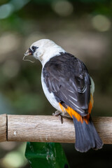 Close up of white-headed buffalo weaver bird