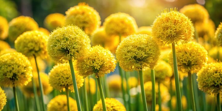 Close-up of vibrant yellow flowers of Allium moly (yellow garlic) in a sunny garden setting, yellow flowers, yellow garlic