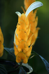 bright yellow color flowers