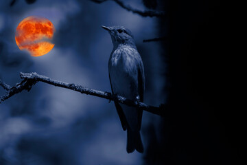 A flycatcher bird under the August full moon. Bird and moon. Art photography. Two photos joined with software. 