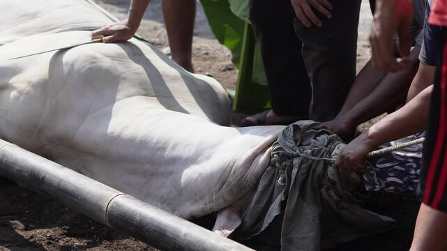 Close-up 4K footage of a Muslim male butcher cutting cow meat to distribute to Muslims in need during Eid al-Adha Al Mubarak