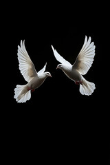 Two white doves flying on black background
