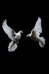 Two white doves flying on black background