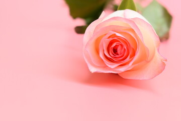 beautiful pastel rose flower on pink background, valentine day