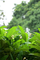 Obraz premium beautiful frangipani flower tree in springtime, rainy day