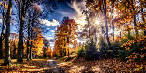 Obraz premium autumn in the forest