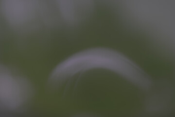 Green blur background for text