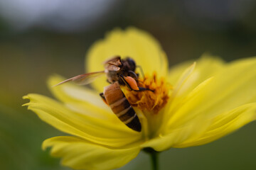 A bee is eating nectar from a flower