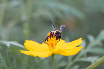 A bee is eating nectar from a flower