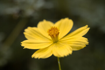 yellow flower in the garden