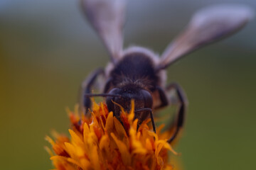 A bee is eating nectar from a flower