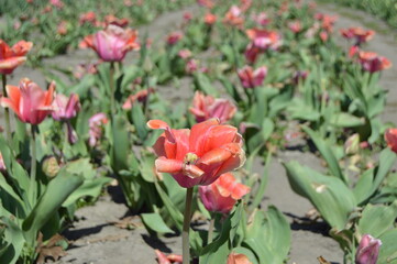 red and pink tulips