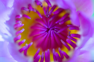 Obraz premium close up of a purple flower