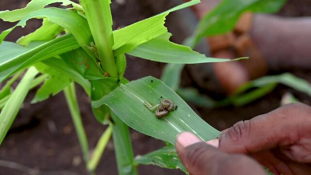 In the maize field, the armyworm attack the maize leaves, causing damage to the maize leaves, causing major losses to the maize itself.