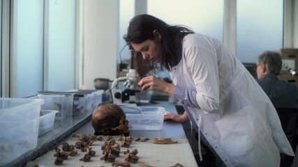 Young scientist works with fossil remains in archaeological laboratory. Female archaeologist in lab coat lays out bones of ancient extinct human on table. Colleague works on PC in the background.