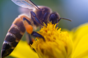 A bee is eating nectar from a flower