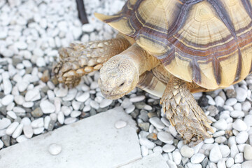 The African spurred tortoise or sulcata tortoise (Centrochelys sulcata), species of tortoise inhabiting the southern edge of the Sahara Desert