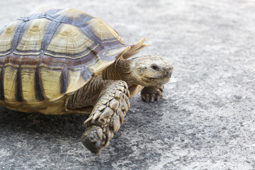 The African spurred tortoise or sulcata tortoise (Centrochelys sulcata), species of tortoise inhabiting the southern edge of the Sahara Desert