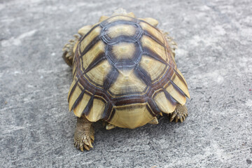 Rear view of the African spurred tortoise or sulcata tortoise (Centrochelys sulcata), species of tortoise inhabiting the southern edge of the Sahara Desert