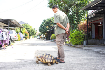 Pet owner walking with the African spurred tortoise (Geochelone sulcata) or Sulcata Tortoise