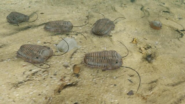 An animation of prehistoric Trilobites scavenging on a Silurian Period seafloor 420 million years ago.