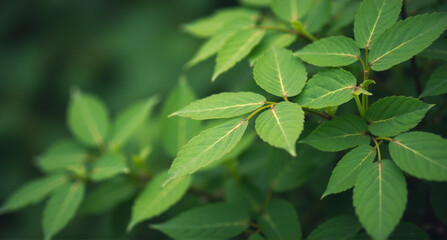 Fototapeta premium green leaves in the garden