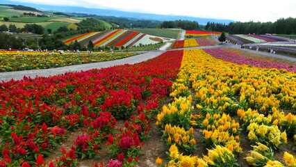 日本の美しい四季彩の丘