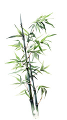 Fototapeta premium Hand drawn beautiful ink bamboo illustration 