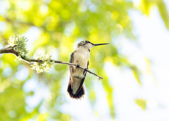 A ruby-throated hummingbird (Archilochus colubris) at Glebe Park, Siesta Key, Florida 