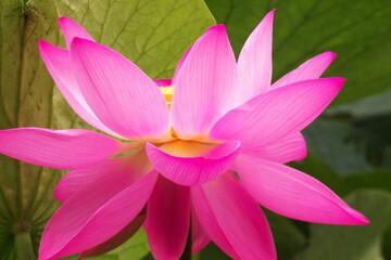 満開に咲き誇る蓮池