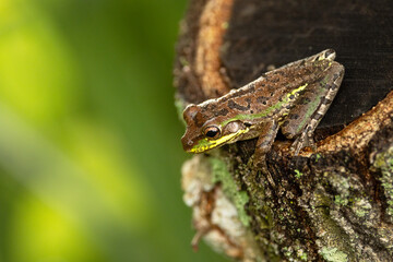 The invasive Cuban treefrog (Osteopilus septentrionalis) in southwest Florida