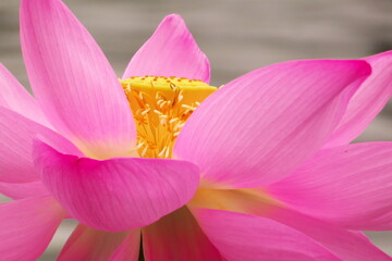 満開に咲き誇る蓮池