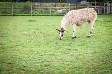 Fototapeta premium Llama walks in the pasture, animal care and welfare