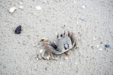 Horned ghost crab (Ocypode ceratophthalmus) or horn-eyed ghost crab, selective focus. Crab on the beach at Koh Yao Yai island, Phang Nga Thailand